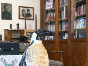Пингвин в доме на набережной фото